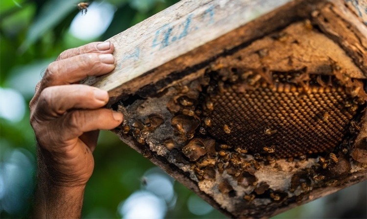 Mua mật ong dú nên chọn nơi uy tín và kiểm tra kỹ chất lượng để đảm bảo nguyên chất, giá tốt.