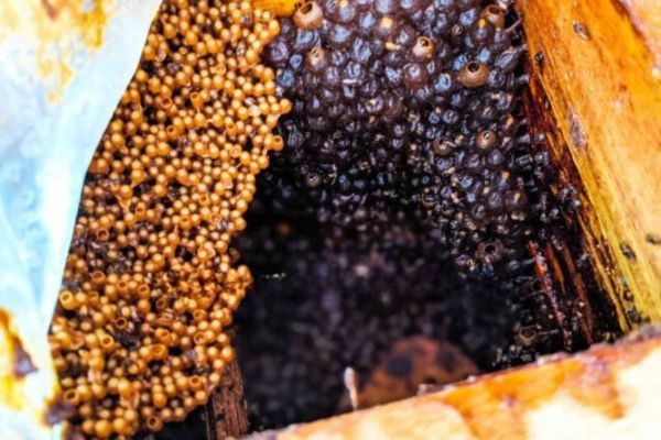 Mua mật ong dú uy tín tại Ongduvisionbee.com – đảm bảo nguyên chất, rõ nguồn gốc.